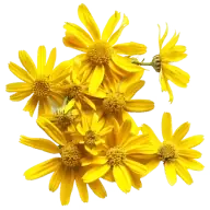Kinzeno Arnica ingredient